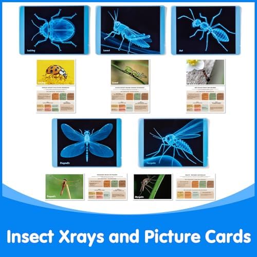 Insect Xrays – Bug Science Kit - Light Table Accessories - Image 5