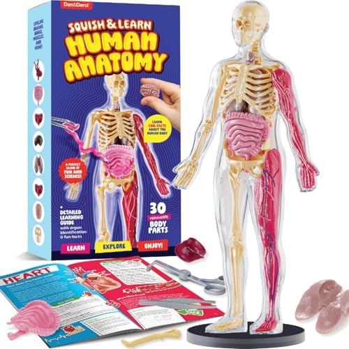 Human Anatomy Squishy Body Model - STEM Science Kits for Kids Ages 4-8 by Dan%26Darci