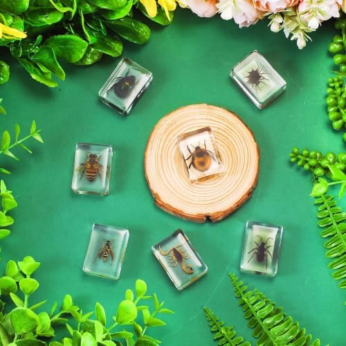 CroBlissful 6 Pcs Insect in Resin Specimen Bugs Collection Paperweights Bugs in Resin Bug Collection Kit for Kids Scientific Educational Toy Classroom Display Supplies - Image 2