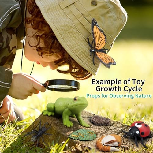 Montessori Frog Life Cycle with Flash Cards, Plastic Tadpole to Frog Kit Toy, Realistic Animal Figurines for Kids (Frogs) - Image 5
