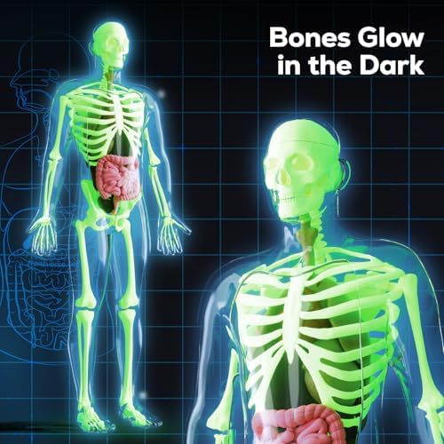 GobiDex Human Body Skeleton Model Kit, Glow in The Dark Science Kit for Kid - Image 2