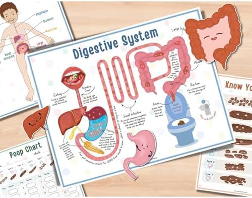 Human Body Anatomy Busy Book for Kids, Interactive Anatomy Binder - Image 4