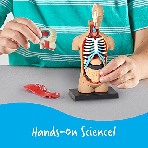 Learning Resources Human Anatomy Model Body - Image 3