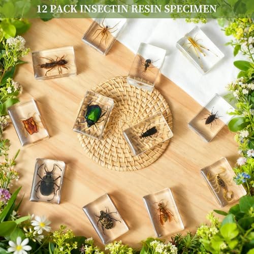 12Pcs Insect Specimens Set, Real Insect Taxidermy in Resin Specimens with Magnifier & Info Cards, Unique Science Educational Bugs, Oddities Gift - Image 5