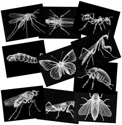 Animal X-Ray Set, Educational Science Kit, Light Table Accessory for Children (Insects) by SZREGGIO