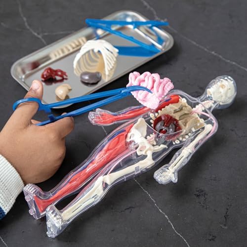 Human Body Anatomy Model Kit – 31-Piece Interactive STEM Set with 9 Squishy Organs, Bones, Muscles & Blood Vessels, Forceps & Discovery Guide – Educational Science Tool for Kids 6+ - Image 4
