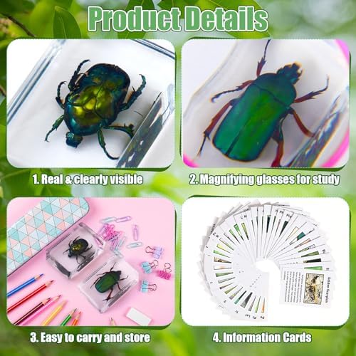 GlikCeil 36 Pcs Insect in Resin Specimen Bugs Discovery Kit Collection Paperweight Bug with Information Flash Cards Preserved in Resin with 3 Magnifier for Scientific Educational Display Supplies - Image 3