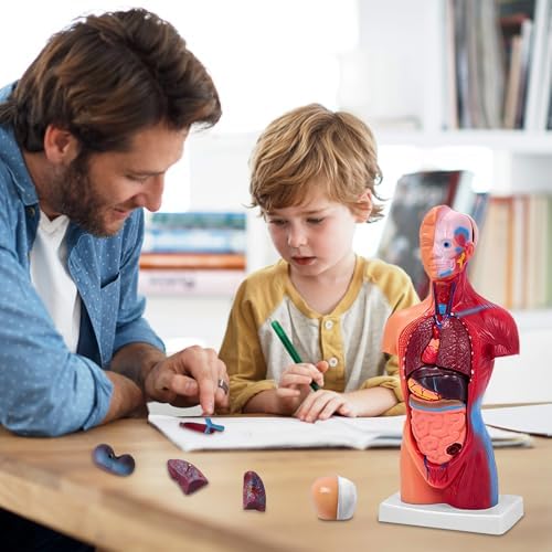 11 Inch Small Human Body Model for Anatomy Study - 15 Detachable Parts Educational Torso with Internal Organs, DIY Assembly Anatomy Model for Students, Teachers, and Medical Healthcare Professionals - Image 5
