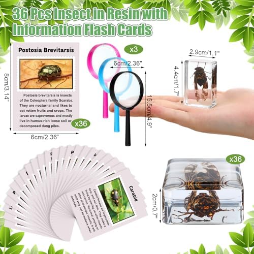 GlikCeil 36 Pcs Insect in Resin Specimen Bugs Discovery Kit Collection Paperweight Bug with Information Flash Cards Preserved in Resin with 3 Magnifier for Scientific Educational Display Supplies - Image 2