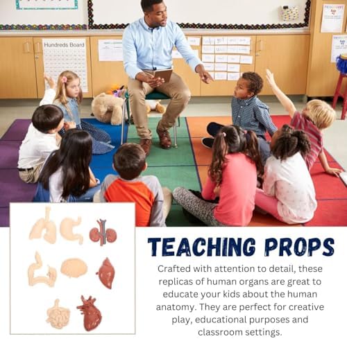 Liberty Imports 8 PCS Human Organs Toy Body Parts Figurines - 3D Mini Anatomy Model Realistic Teaching Prop - Brain, Heart, Lung, Liver, Stomach, Intestines, Kidney for Kids - Image 4