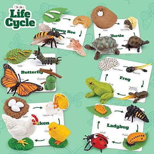 Life Cycle Animal Kit - Montessori Science Toy with 24-Piece Matching Game, Butterfly, Frog, Chicken, Bee, Ladybug and Turtle STEM Educational Gift, Easter Basket fillers for Kids Ages 3-8 - Image 3
