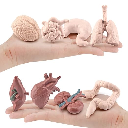 Human Model Human Body Organs for Human Anatomy Body Parts Learning Toy Human System Model,8Pcs 3D Anatomy Model Prop Plastic,Educational Toys for Kids (Graphic Color) - Image 6