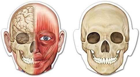 Learning Resources Double-Sided Magnetic Human Body - Image 2
