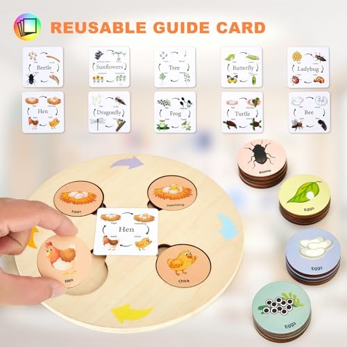 Life Cycle Toys for Kids Educational Science Kits, Montessori Toys for 3 4 5 6+ Years Old, Preschool Science Learning Easter Valentines Toys Gift for Toddler Boys & Girls - Image 4