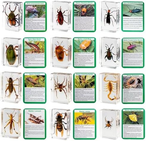 Insect in Resin Collection,Educational Bugs Specimen Set for Kids,Perfect for Preschool,Classroom Science and Home Displays (20 Insect Styles) - Image 5