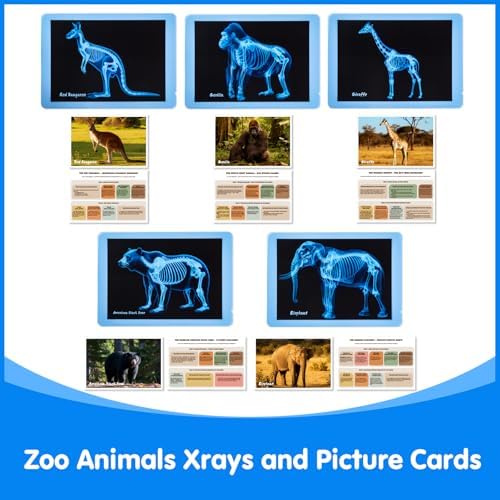 15 Pcs Zoo Animal Xrays for Kids - Light Table Manipulatives - Image 6