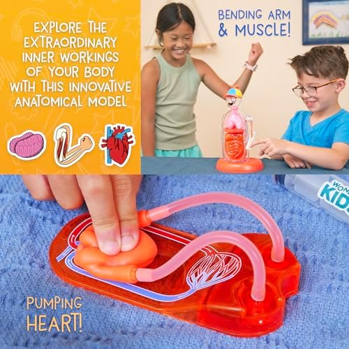 Wow in The World The Amazing Human Body Kit by Thames & Kosmos, Interactive Mechanical Anatomy Model w/Pumping Heart, Lungs, Digestive Tract, Glow-in-The-Dark Bones, Brain & More, Science for Ages 4+ - Image 2