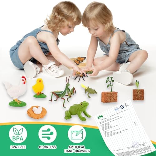 6 Set Montessori Life Cycle Learning Toys - Early Education Activities for Kids - Image 5