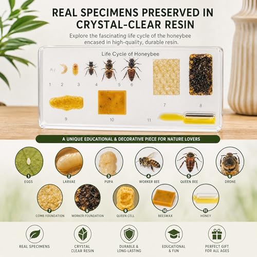 Life Cycle of Common Insect Specimen, Resin Collection Science Toys for Kids Aged 3-12 (Honeybee) - Image 2