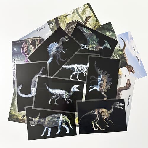 16 Animal X-Ray Set, Educational Science Kit for Kids to Explore Bone Structures for Lightstand Accessories, Light and Shadow Areas (Dinosaur Series) - Image 2