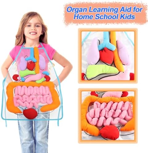KAKIBLIN 3D Organ Apron,(Upgrade Version) Anatomy Apron Human Body Organs Awareness Educational Toy for Home Preschool Teaching Aid, Transparent - Image 2