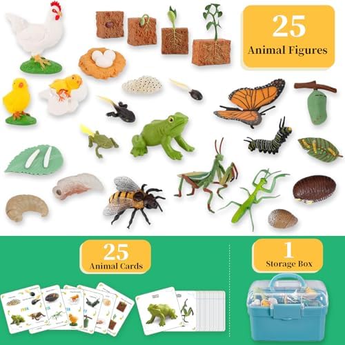 6 Set Montessori Life Cycle Learning Toys - Early Education Activities for Kids - Image 2