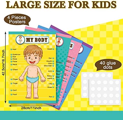 Outus 4 Pcs Human Body Parts Posters for Kids, 11 x 17 Inch - Image 2