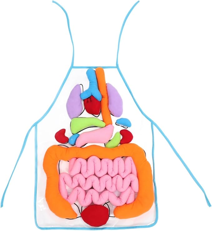 POPETPOP Human Organs Apron 3D Educational Toy for Kids Preschool Cognitive Anatomy Teaching Tool for Home and Classroom Science Learning - Image 8