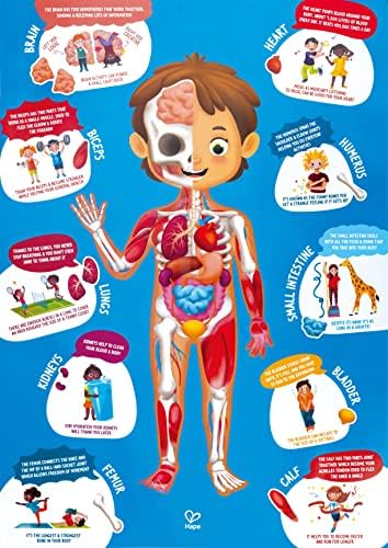 Hape Human Body Puzzle | 60 Oversized Pieces Educational Anatomy Jigsaw, Wooden Organs, for Children 4+ Years - Image 6