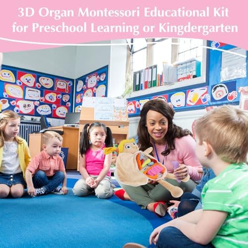 vocheer Human Body Anatomy Toy, Montessori Preschool Educational Organ Plush Toys for Kids, Science Learning Kits for Student, Body Organ Awareness Teaching Tools for Girls - Image 4