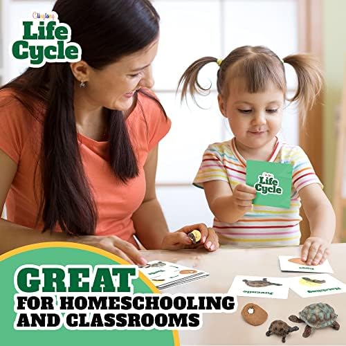 Life Cycle Animal Kit - Montessori Science Toy with 24-Piece Matching Game, Butterfly, Frog, Chicken, Bee, Ladybug and Turtle STEM Educational Gift, Easter Basket fillers for Kids Ages 3-8 - Image 5