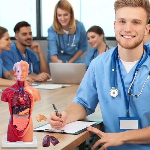 11 Inch Small Human Body Model for Anatomy Study - 15 Detachable Parts Educational Torso with Internal Organs, DIY Assembly Anatomy Model for Students, Teachers, and Medical Healthcare Professionals - Image 4