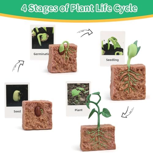 ​Montessori Life Cycle Learning - Montessori Life Cycle Animal Figures with Flash Cards, Realistic Plant Figurines Toy, Animal Educational Matching Game for Kids (Plant) - Image 2