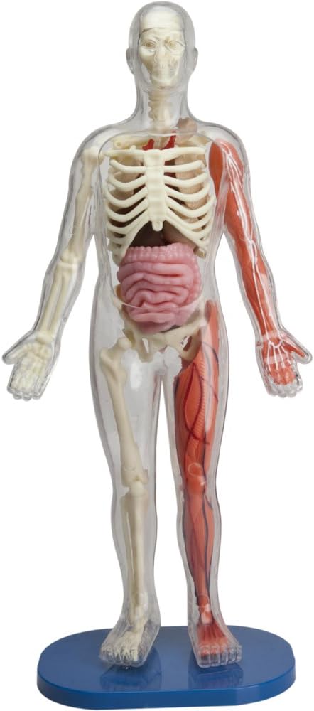 SMARTLAB Toys Totally Squishy from Head-to-Toe - 60 Pieces - 36 Removable Parts - 12" Human Body Model & Stand - 24-Page Illustrated Book - Includes Glowing Eyeballs! - Image 4