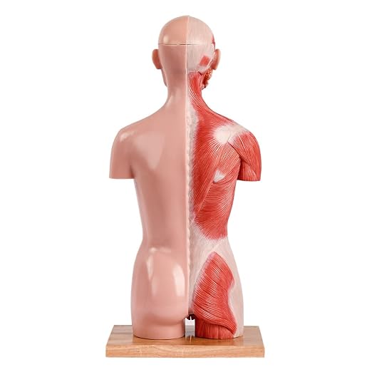 2026 New Human Body Deluxe Musculature Model, 16 Pcs Removable 17 inch - Image 7
