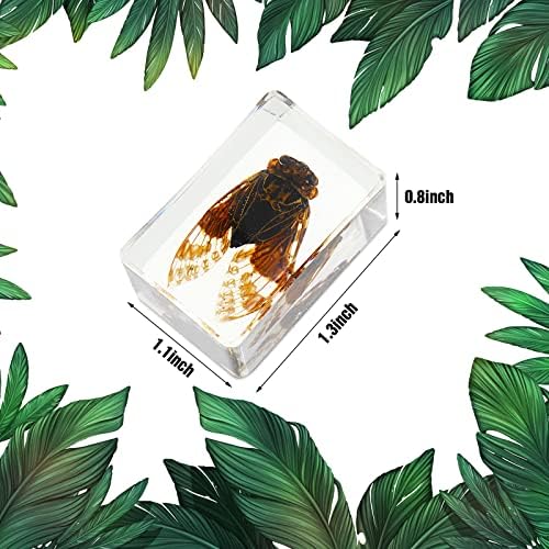 12 Pcs Insect Specimens for Kids Bug Collection Kit, Butterfly - Image 5