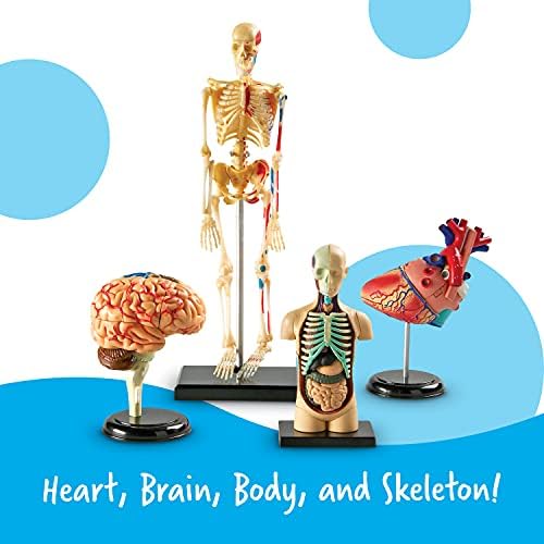 Learning Resources Anatomy Models Bundle Set - Image 3