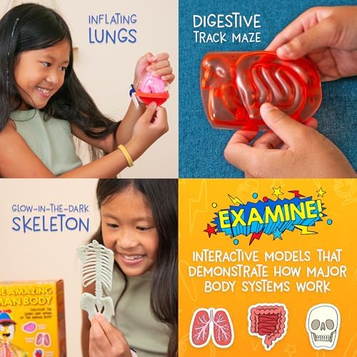 Wow in The World The Amazing Human Body Kit by Thames & Kosmos, Interactive Mechanical Anatomy Model w/Pumping Heart, Lungs, Digestive Tract, Glow-in-The-Dark Bones, Brain & More, Science for Ages 4+ - Image 3