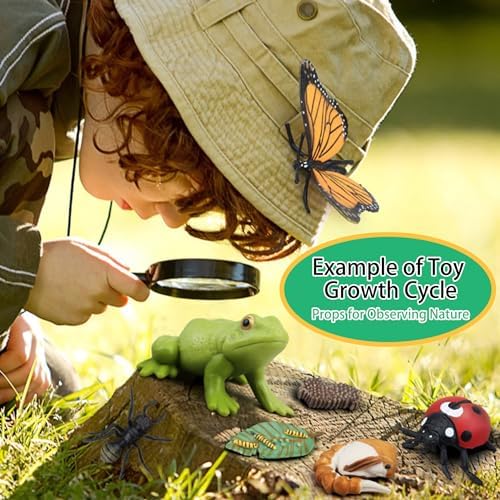 ​Montessori Life Cycle Learning - Montessori Life Cycle Animal Figures with Flash Cards, Plastic Insects Monarch Butterfly Kit Caterpillar Toy for Kids, Realistic Animal Figurines (Ladybug) - Image 5