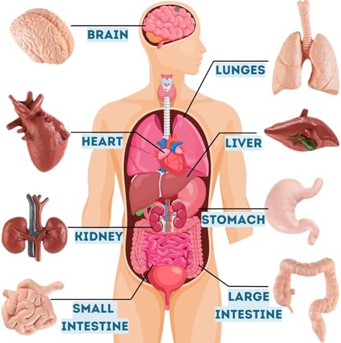 Liberty Imports 8 PCS Human Organs Toy Body Parts Figurines - 3D Mini Anatomy Model Realistic Teaching Prop - Brain, Heart, Lung, Liver, Stomach, Intestines, Kidney for Kids - Image 5