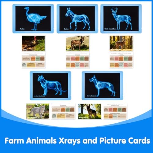 10 Pcs Farm Animal Xrays - Light Table Accessories - Image 4