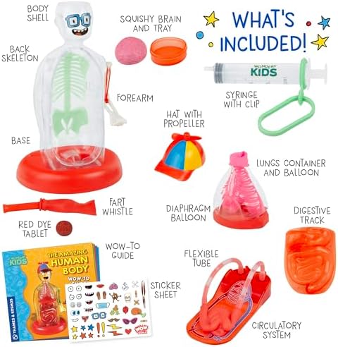 Wow in The World The Amazing Human Body Kit by Thames & Kosmos, Interactive Mechanical Anatomy Model w/Pumping Heart, Lungs, Digestive Tract, Glow-in-The-Dark Bones, Brain & More, Science for Ages 4+ - Image 4