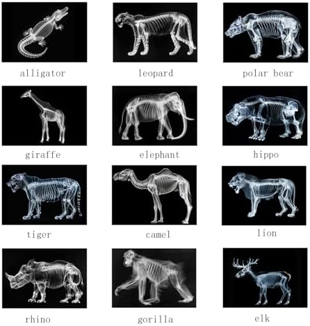 Animal X-Ray Set, Educational Science Kit, Light Table Accessory for Children (Wild Animals) - Image 3