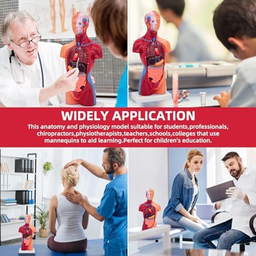 11 Inch Small Human Body Model for Anatomy Study - 15 Detachable Parts Educational Torso with Internal Organs, DIY Assembly Anatomy Model for Students, Teachers, and Medical Healthcare Professionals - Image 6