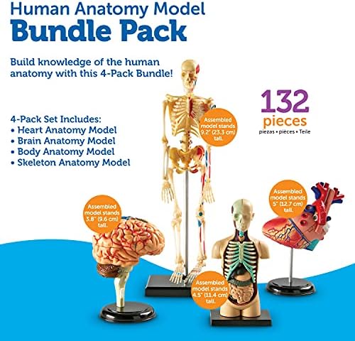 Learning Resources Anatomy Models Bundle Set - Image 6