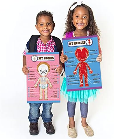 Outus 4 Pcs Human Body Parts Posters for Kids, 11 x 17 Inch - Image 7