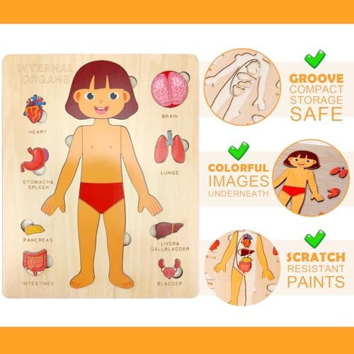 Wooden Body Puzzles for Kids, Toddler Montessori 14 Pieces Girl Anatomy Puzzle, Human Body Learning Toy with Internal Organs Early STEM Educational Toy for Boys and Girls Ages 3 4 5 6 Years Old - Image 5