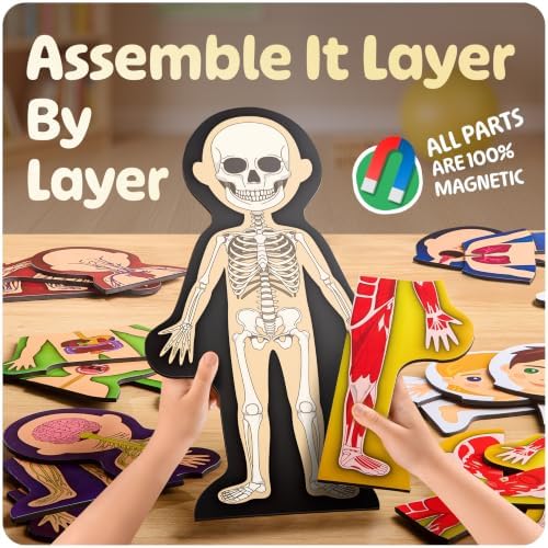 MyBODY Large Human Body Anatomy Model for Kids & Teens - Bottom-to-Top Magnetic Assembly Toy & Educational Learning Kit with Skeleton Base, 7 Puzzle Layers incl. Muscular, Digestive & Nervous Systems - Image 4