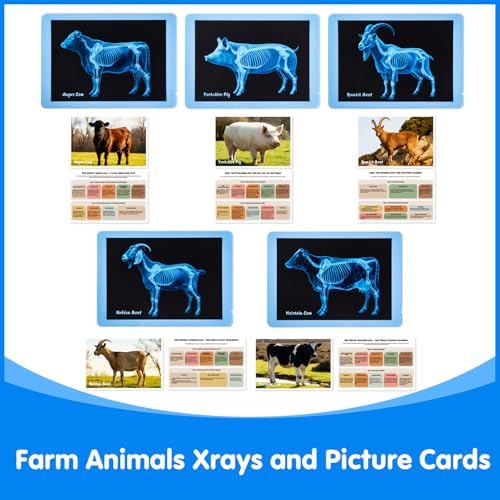 10 Pcs Farm Animal Xrays - Light Table Accessories - Image 3