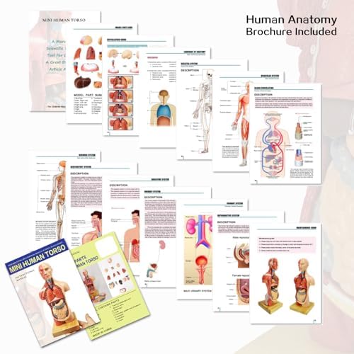 EVOTECH SCIENTIFIC 2026 New Human Body Model for Anatomy, 15 Pcs Removable 11 inch Human Torso Anatomical Model with Heart Head Skull Brain Skeleton, School Medical Education Display - Image 5